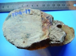 距今约1.6亿年的银杏木化石标本 王永栋供图 - 新浪辽宁