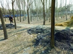 堆垃圾堆稻草好好的树林被火烧 - Syd.Com.Cn