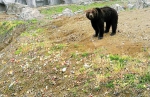 沈阳：别乱投食了 熊都撑得消化不良了（图） - 辽宁频道