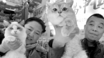 可爱！数百只名猫亮相沈阳（图） - 辽宁频道
