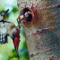 沈阳：大斑啄木鸟公园里筑巢狂吸粉（图） - 辽宁频道