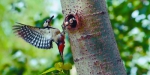 沈阳：大斑啄木鸟公园里筑巢狂吸粉（图） - 辽宁频道