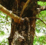 沈阳：榆树上的这种虫子 花椒大料也能治（图） - 辽宁频道
