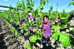 铁岭：果农巧栽盆景葡萄（图） - 辽宁频道