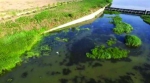 鞍山：万水河畔 10余只苍鹭戏水（图） - 辽宁频道