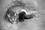 动物园诞生了两只小狞猫 - Syd.Com.Cn