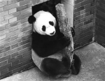 4只熊猫本月来沈安家一只是“网红” - Syd.Com.Cn