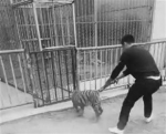 抚顺：小老虎“越狱”被薅着尾巴拖回来了 - 辽宁频道