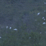 大连：数百只“环保鸟”白鹭在这里安家落户 - 辽宁频道