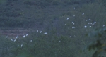 大连：数百只“环保鸟”白鹭在这里安家落户 - 辽宁频道