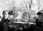 沈阳执法人员在非法鸟市上解救280多只野生鸟 - 新浪辽宁