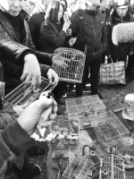 鸟贩“打游击”式卖野生鸟 一个周末挣千元 - 辽宁频道