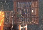 葫芦岛：鸟笼子挂阳台 麻雀来“蹭饭”（图） - 辽宁频道