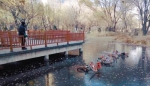 沈阳五辆共享单车被弃公园湖中 破坏共享单车或被拘留 - 新浪辽宁