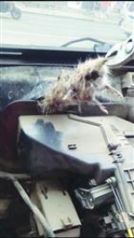 鞍山：车里有异味 原来是死老鼠作怪（图） - 辽宁频道