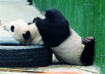四熊猫在沈阳怎样过冬 吃空运笋住空调房（图） - 辽宁频道