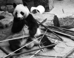 四熊猫在沈阳怎样过冬 吃空运笋住空调房（图） - 辽宁频道