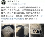 大熊猫患“螨虫眼”黑眼圈泛白 专家:已引进国外药 - 新浪辽宁