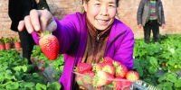 铁岭：木厂村小草莓种出高效益（图） - 辽宁频道