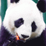 大熊猫饲养员“被羡慕的一天” - Syd.Com.Cn