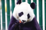 大熊猫饲养员“被羡慕的一天” - Syd.Com.Cn