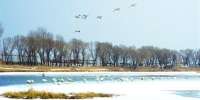 锦州：生态美如画 引得天鹅来做客（图） - 辽宁频道