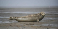 3月25日，几只斑海豹在辽宁盘锦双台河口三道沟海域的滩涂上休息。 - 新浪辽宁