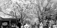 大连：春光明媚好时光 踏青赏花正当时（图） - 辽宁频道