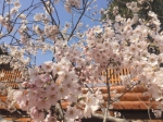 第十届中国大连（旅顺）国际樱花节20日开幕 - 辽宁频道