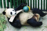 熊猫“浦浦”有点胖为了减肥“迫”它运动 - Syd.Com.Cn