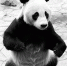 沈阳森林动物园为大熊猫浦浦发“更正”（图） - 辽宁频道