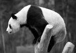 沈阳森林动物园为大熊猫浦浦发“更正”（图） - 辽宁频道