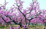 朝阳：水蜜桃之乡千亩桃园花盛开（图） - 辽宁频道