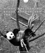 快4岁熊猫“浦浦”由千金“变”小伙（图） - 辽宁频道