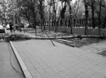 沈阳：小区内10米高大树被风刮倒（图） - 辽宁频道