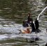 在沈阳长白岛森林公园人工湖中，成群的黑天鹅翩翩起舞，看起来优雅惬意，呈现出一道靓丽的风景。 - 新浪辽宁