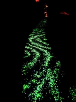 大连英雄纪念公园也有一片“荧光海”（图） - 辽宁频道