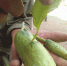 葫芦岛一菜农种出怪黄瓜 瓜身上长叶子（图） - 辽宁频道