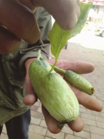 葫芦岛一菜农种出怪黄瓜 瓜身上长叶子（图） - 辽宁频道