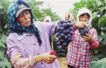 锦州：小葡萄串起90亿元产业链（图） - 辽宁频道