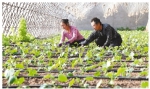 铁岭：增收致富 反季蔬菜长势旺（图） - 辽宁频道