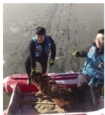 葫芦岛：狗腿被冻河中 推艇带镐来救（图） - 辽宁频道