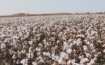 勇者不问前路 致敬新疆棉花产业农机“战士”陈学庚 - 农业机械化信息网
