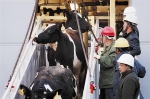 3000余头进口种牛在大连口岸登陆 - 辽宁频道