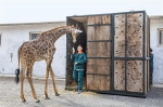 大连森林动物园长颈鹿首次出远门（图） - 辽宁频道