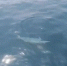 大连长海有个海豚湾（图） - 辽宁频道