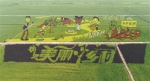 沈阳：巨幅稻田画《我爱你中国》随风飘香 - 辽宁频道
