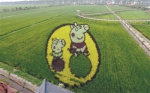 沈阳：巨幅稻田画《我爱你中国》随风飘香 - 辽宁频道