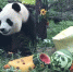 “足球宝贝”为大熊猫“飞云”庆生 - 中国在线