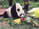 大连：9岁大熊猫的生日趴（图） - 辽宁频道
